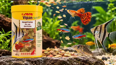 Sera Vipan - Hochwertiges Flockenfutter für die tägliche Ernährung von Zierfischen