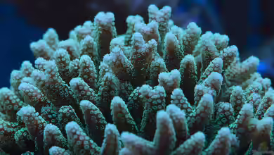 Seriatopora caliendrum im Aquarium halten