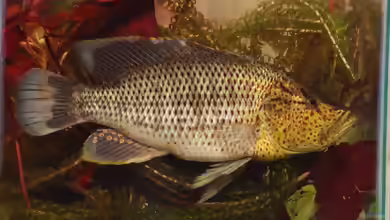 Serranochromis angusticeps im Aquarium halten