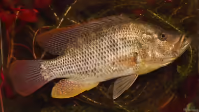 Serranochromis intermedius im Aquarium halten