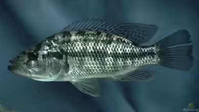 Serranochromis macrocephalus im Aquarium halten