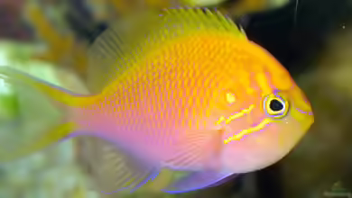 Serranocirrhitus latus im Aquarium halten