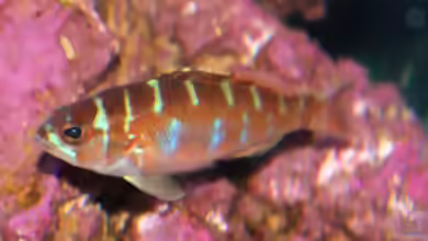 Serranus tortugarum im Aquarium halten