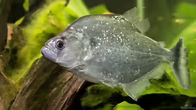 Serrasalmus geryi im Aquarium halten