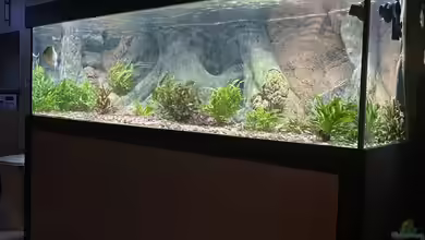 Serrasalmus Immaculatus von Basti84