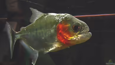 Serrasalmus manueli im Aquarium halten