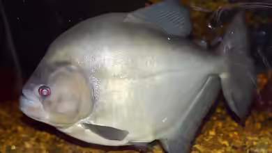 Serrasalmus rhombeus im Aquarium halten