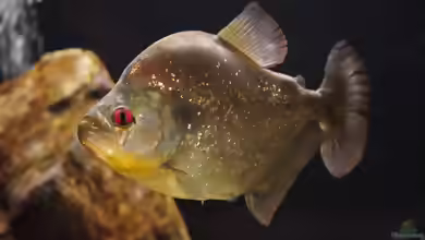 Serrasalmus spilopleura im Aquarium halten