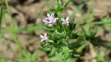 Sherardia arvensis im Garten pflanzen
