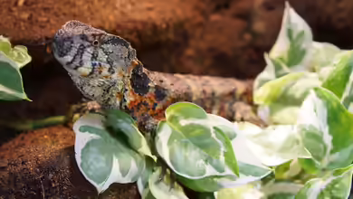 Shinisaurus crocodilurus im Terrarium halten
