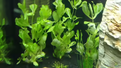Shinnersia rivularis im Aquarium pflanzen