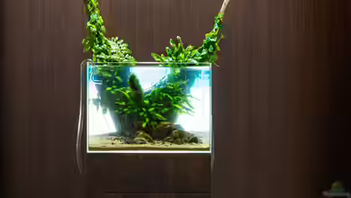 Shishi Gami von Fredo Fuss