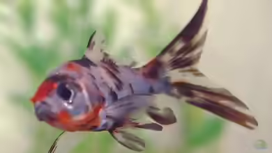 Shubunkin im Gartenteich oder Aquarium