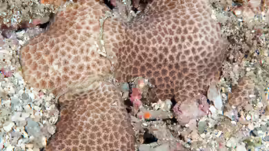 Siderastrea radians im Aquarium halten