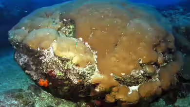 Siderastrea siderea im Aquarium halten