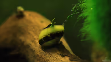 Sie trägt ein Geweih und nützlich ist sie auch,die Geweihschnecke Clithon sp. !