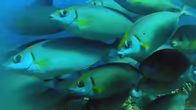 Siganus argenteus im Aquarium halten