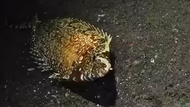 Siganus canaliculatus im Aquarium halten