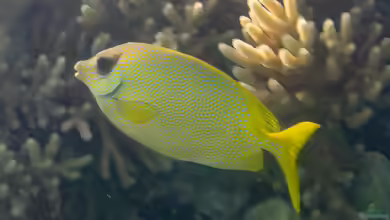 Siganus corallinus im Aquarium halten