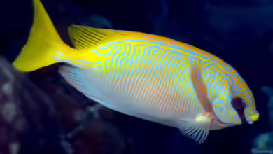 Siganus doliatus im Aquarium halten