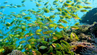 Siganus fuscescens im Aquarium halten