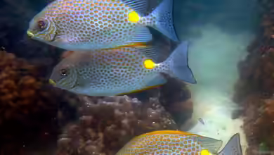Siganus guttatus im Aquarium halten