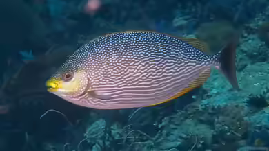 Siganus javus im Aquarium halten