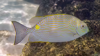 Siganus lineatus im Aquarium halten