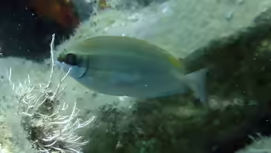 Siganus luridus im Aquarium halten