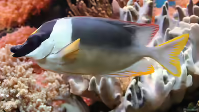 Siganus magnificus im Aquarium halten