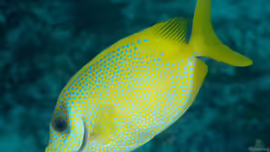 Siganus puelloides im Aquarium halten
