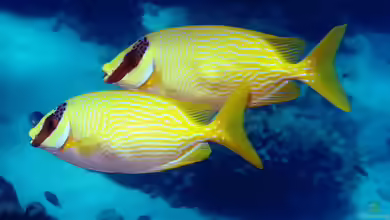 Siganus puellus im Aquarium halten
