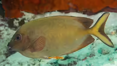 Siganus punctatissimus im Aquarium halten