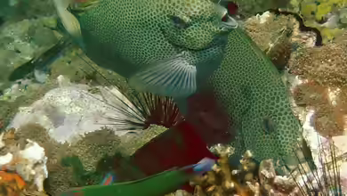 Siganus punctatus im Aquarium halten