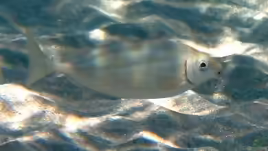 Siganus rivulatus im Aquarium halten