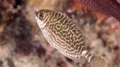 Siganus spinus im Aquarium halten