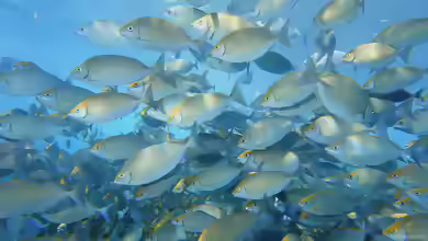 Siganus sutor im Aquarium halten