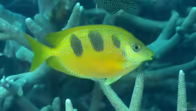 Siganus trispilos im Aquarium halten