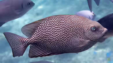 Siganus vermiculatus im Aquarium halten