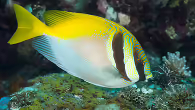 Siganus virgatus im Aquarium halten