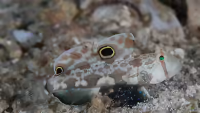 Signigobius biocellatus im Aquarium halten
