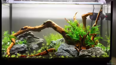 Silence of Nature von Jaime