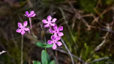 Silene armeria im Garten pflanzen