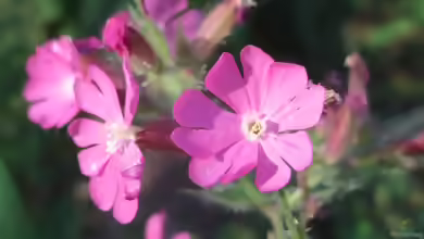 Silene dioica im Garten pflanzen