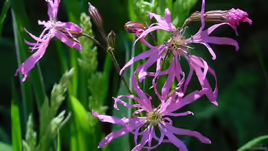 Silene flos-cuculi im Garten pflanzen