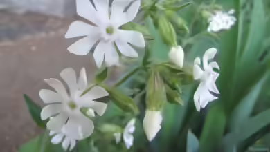 Silene latifolia im Garten pflanzen