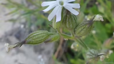Silene noctiflora im Garten pflanzen