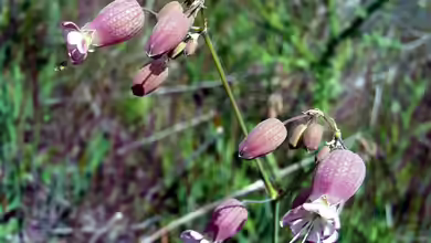 Silene vulgaris im Garten pflanzen