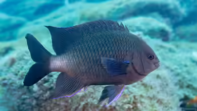 Similiparma lurida im Aquarium halten