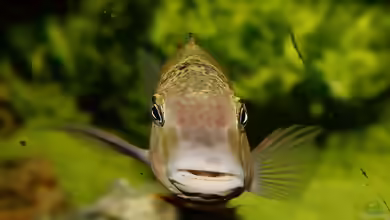 Simochromis diagramma im Aquarium halten
